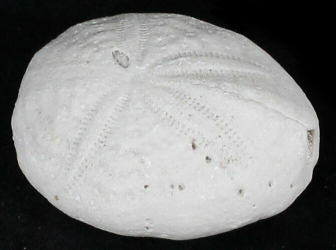 Fossil Sea Urchin (Eupatagus) - Florida #28792